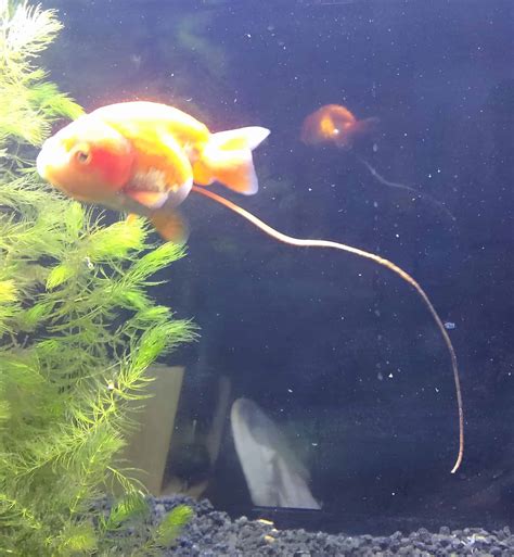 fish pop|Fishpop .